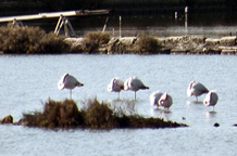 Saline - Salt Fields - Trapani, Italia